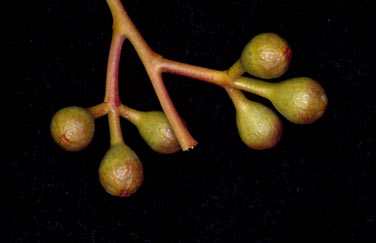 APII jpeg image of Eucalyptus ebbanoensis subsp. glauciramula  © contact APII