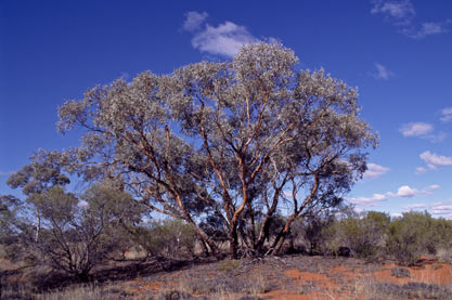 APII jpeg image of Eucalyptus glomerosa  © contact APII