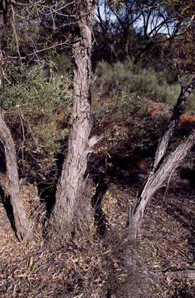 APII jpeg image of Eucalyptus jutsonii subsp. jutsonii  © contact APII