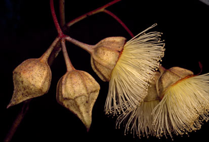 APII jpeg image of Eucalyptus kingsmillii subsp. kingsmillii  © contact APII
