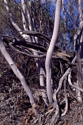 APII jpeg image of Eucalyptus leptopoda subsp. elevata  © contact APII