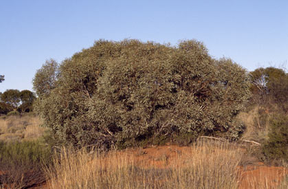 APII jpeg image of Eucalyptus eremicola subsp. peeneri  © contact APII