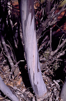 APII jpeg image of Eucalyptus rosacea  © contact APII