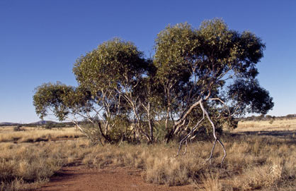 APII jpeg image of Eucalyptus sparsa  © contact APII