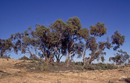 APII jpeg image of Eucalyptus striaticalyx  © contact APII