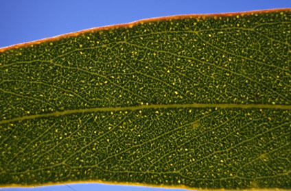 APII jpeg image of Eucalyptus phenax subsp. phenax  © contact APII
