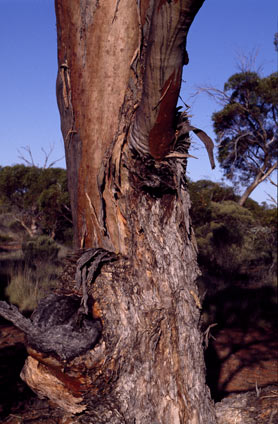 APII jpeg image of Eucalyptus yilgarnensis  © contact APII