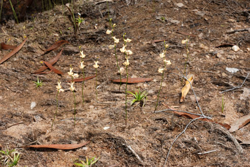 APII jpeg image of Utricularia fulva  © contact APII