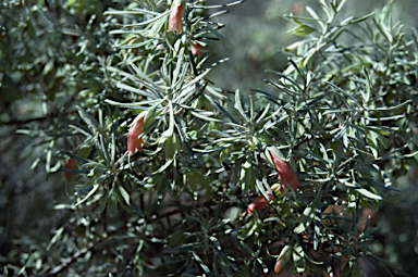 APII jpeg image of Eremophila latrobei subsp. latrobei  © contact APII