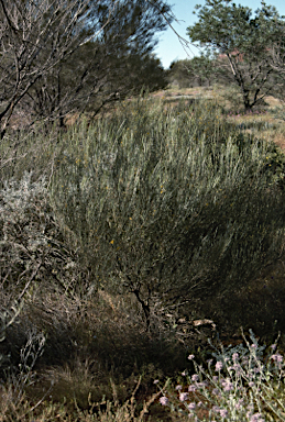 APII jpeg image of Acacia ramulosa var. ramulosa  © contact APII