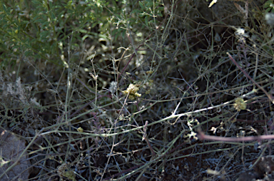 APII jpeg image of Cuscuta victoriana  © contact APII