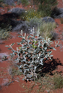 APII jpeg image of Crotalaria cunninghamii subsp. sturtii  © contact APII