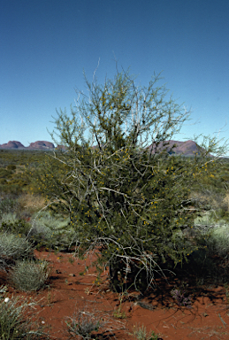 APII jpeg image of Acacia tetragonophylla  © contact APII