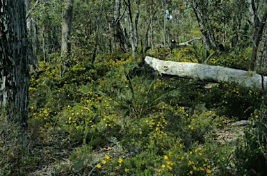 APII jpeg image of Hibbertia hypericoides  © contact APII
