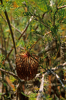 APII jpeg image of Banksia nutans  © contact APII