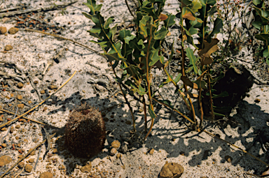 APII jpeg image of Banksia gardneri  © contact APII