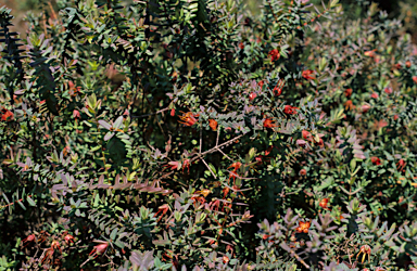 APII jpeg image of Darwinia citriodora  © contact APII