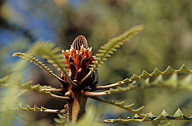 APII jpeg image of Banksia grandis  © contact APII