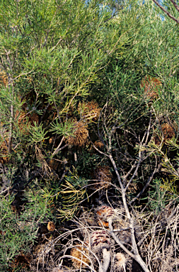 APII jpeg image of Banksia sphaerocarpa  © contact APII