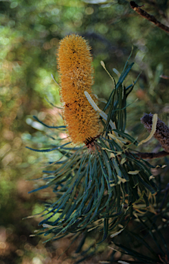APII jpeg image of Banksia attenuata  © contact APII
