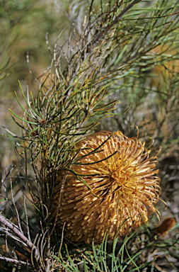 APII jpeg image of Banksia incana  © contact APII
