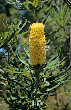 APII jpeg image of Banksia attenuata  © contact APII