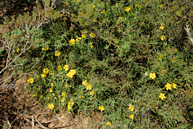 APII jpeg image of Hibbertia acerosa  © contact APII