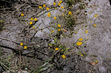 APII jpeg image of Velleia macrophylla  © contact APII