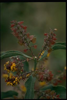 APII jpeg image of Daviesia latifolia  © contact APII