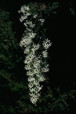 APII jpeg image of Olearia floribunda  © contact APII