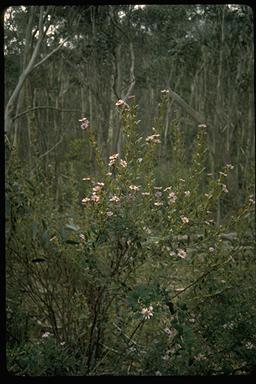 APII jpeg image of Olearia montana  © contact APII