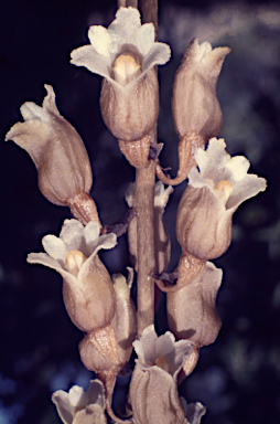 APII jpeg image of Gastrodia lacista  © contact APII