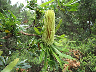 APII jpeg image of Banksia aemula  © contact APII