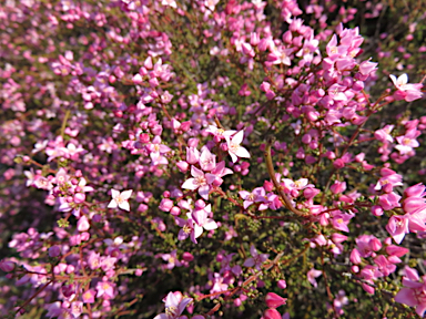 APII jpeg image of Boronia inornata subsp. leptophylla  © contact APII