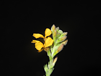 APII jpeg image of Goodenia bellidifolia subsp. argentea  © contact APII