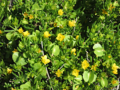 APII jpeg image of Roepera aurantiaca subsp. simplicifolia  © contact APII