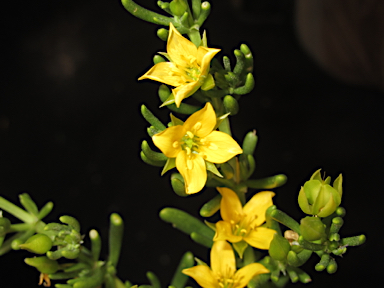 APII jpeg image of Roepera aurantiaca subsp. simplicifolia  © contact APII