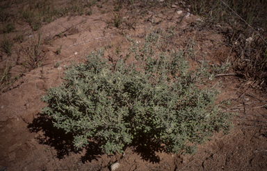 APII jpeg image of Crotalaria aridicola subsp. aridicola  © contact APII