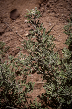 APII jpeg image of Crotalaria aridicola subsp. aridicola  © contact APII