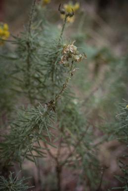 APII jpeg image of Crotalaria aridicola subsp. densifolia  © contact APII