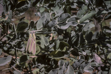 APII jpeg image of Crotalaria cunninghamii subsp. cunninghamii  © contact APII