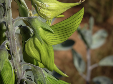 APII jpeg image of Crotalaria cunninghamii subsp. cunninghamii  © contact APII