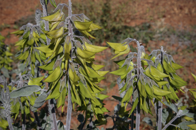 APII jpeg image of Crotalaria cunninghamii subsp. sturtii  © contact APII
