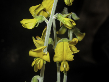 APII jpeg image of Crotalaria eremaea subsp. eremaea  © contact APII