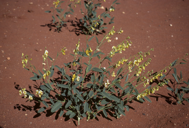 APII jpeg image of Crotalaria eremaea subsp. strehlowii  © contact APII