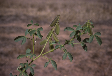 APII jpeg image of Crotalaria incana subsp. incana  © contact APII