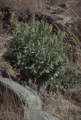 APII jpeg image of Crotalaria novae-hollandiae  © contact APII