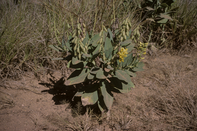 APII jpeg image of Crotalaria novae-hollandiae subsp. crassipes  © contact APII