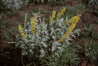 APII jpeg image of Crotalaria novae-hollandiae subsp. lasiophylla  © contact APII