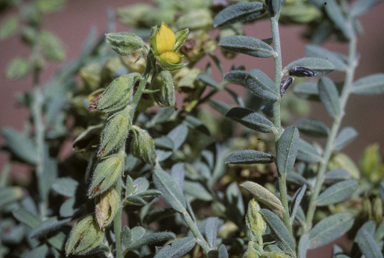 APII jpeg image of Crotalaria ramosissima  © contact APII